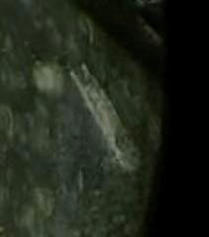 490899198_3277838232358298_38178878 490899198_3277838232358298_38178878