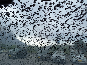 20250516_073335 20250516_073335