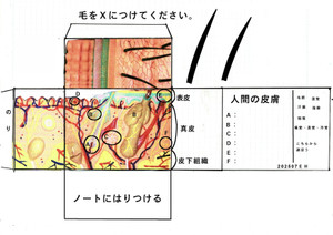 Hifu2