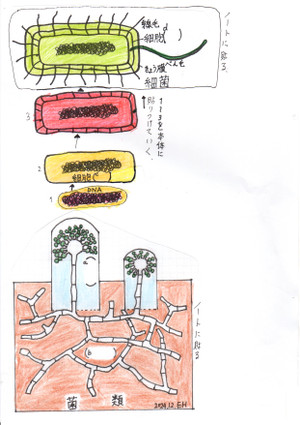 Img027